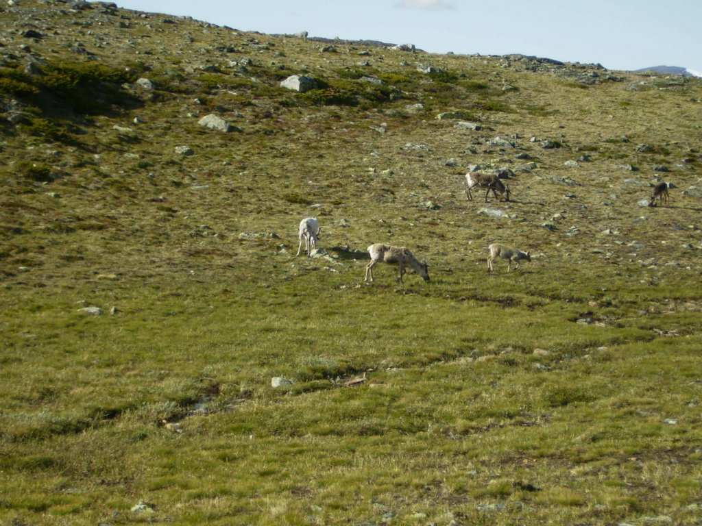 jotun5gg58.jpg